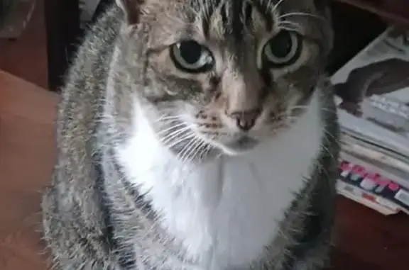 Lost and found pets , photo: Lost Grey & White Cat in Fort Lee, NJ