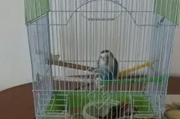 Perdida: Ave Zazu Azul en Platja d'en Bossa