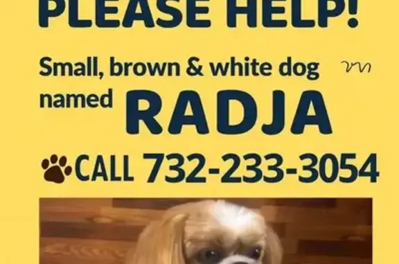 Lost Dog: Radja Missing in Ocean Twp
