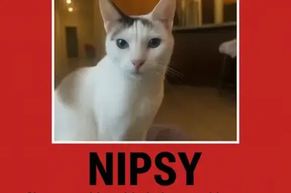 Missing cat Hercules, photo: Lost Siamese Cat: Blue-Eyed & Spotty