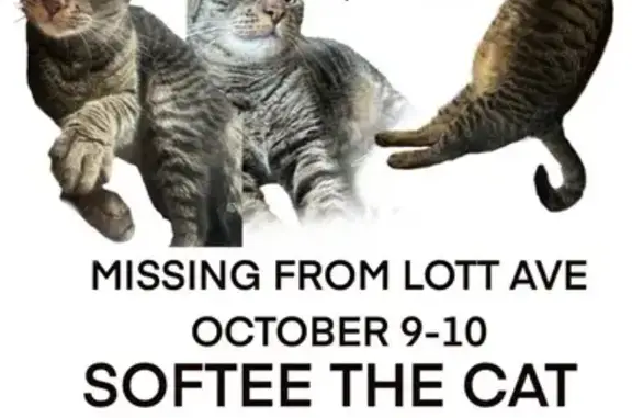 Lost Chunky Cat: Brown & Black Stripes