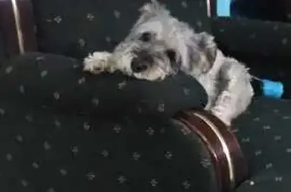 Perra Negra Esterilizada Perdida en Encinal