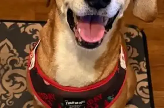 Found: Sweet Young Hound Mix in Columbus