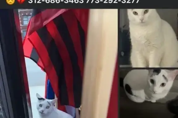 Lost Cat Mello: White Fur, Black Spots