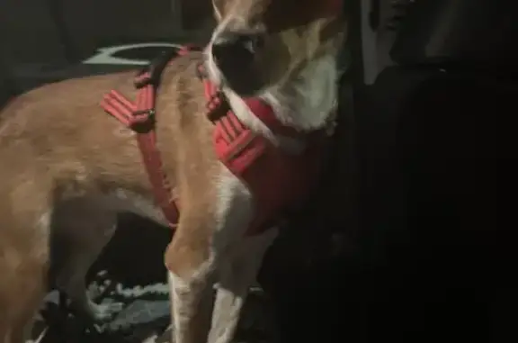 Lost pets Evanston, photo: Lost 1-Year-Old Brown & White Dog in Evanston