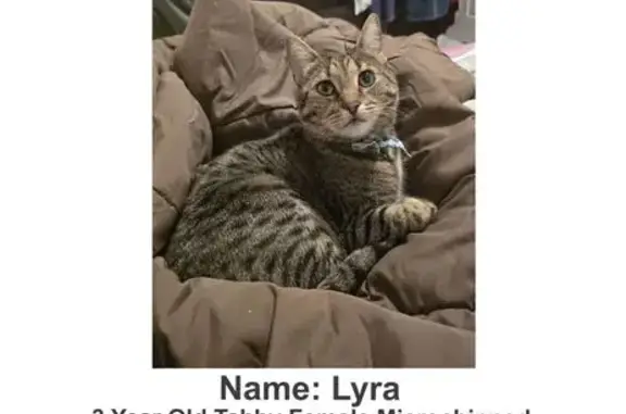Lost pets , photo: Lost Tabby: Gray with Unique Tail