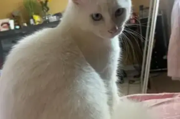 Lost pets Deer Park, photo: Lost White Cat: Blue Eyes, Green Tattoo