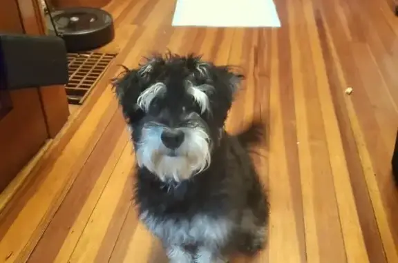 Lost and found pets Boston, photo: Lost Long-Haired Dog on Blake St, Boston