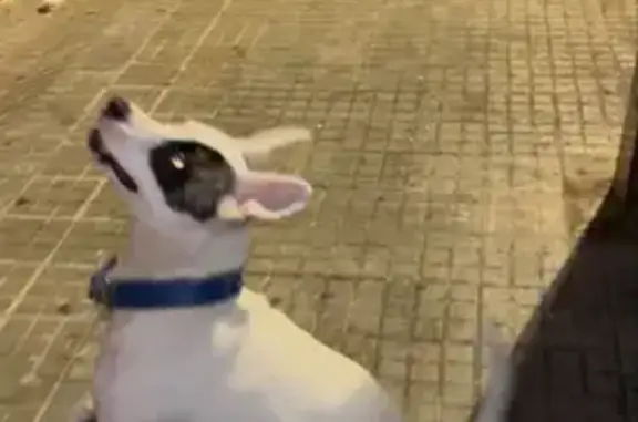 Perros perdidos, Cornella de Llobregat, foto: Perro Blanco Perdido en Cornellà: Muy Amigable