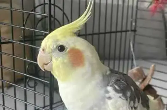 Lost Cockatiel: Grey & Yellow, Gold Coast