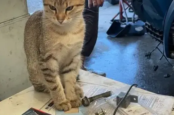 Animaux perdus , photo: Chat tigré 6 mois perdu, Chèzeneuve