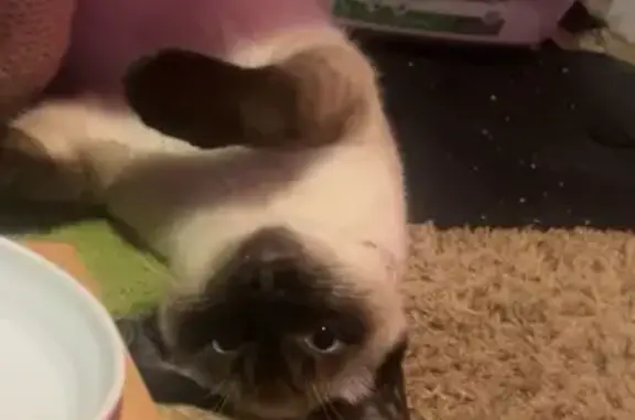 Lost pets Aurora, photo: Lost Siamese Cat in Aurora - 8 Months Old