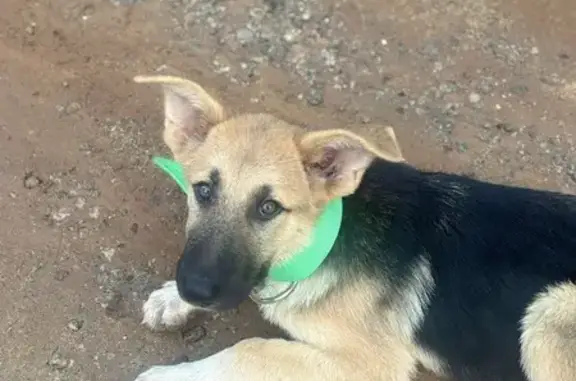 Lost Dog: Shepherd Mix on Yarbrough Mill