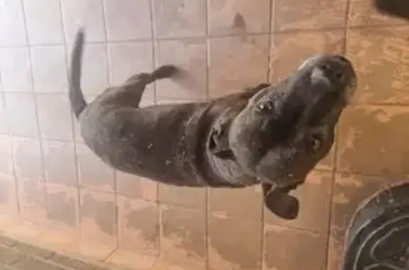 Lost: Elderly Brown Dog in Johannesburg