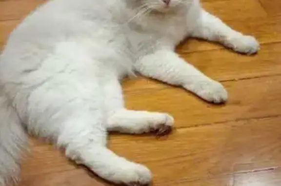 Lost and found pets Singapore, photo: Found: Tame Cat on Figaro Street, SG