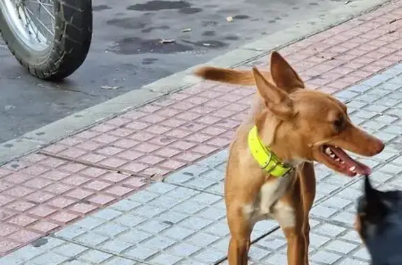 Perro perdido en La Motilla, D...