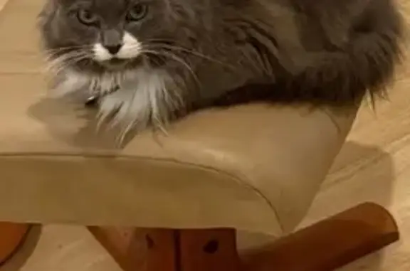 Lost Grey Cat in Boronia: Help Find Riddle!