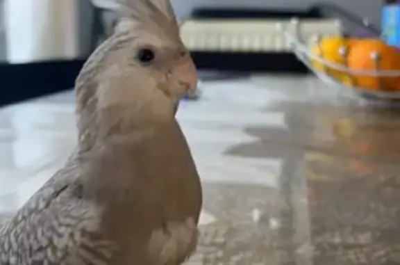 Oiseau gris perdu, Pierrelaye, sociable - photo