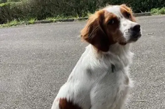 Perro Perdido: Manchas Marrones en Oviedo