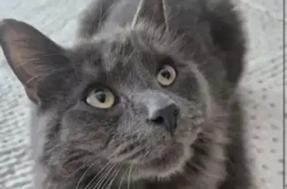Lost Nebelung Cat: Fluffy & Friendly