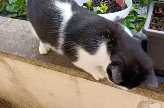 Animaux trouvés , photo: Chat Noir et Blanc Très Docile à Lunéville