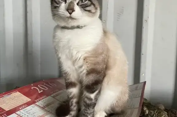 Chat perdu à Neuilly-le-Réal - photo