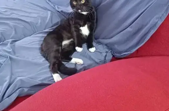 ¡Ayuda! Gato blanco y negro perdido