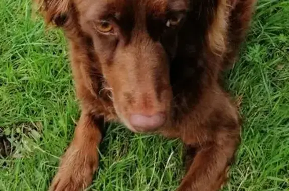 Chien perdu , photo : Épagneul breton âgé perdu à Bouilly