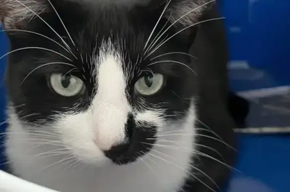 Chat perdu, Nieul-sur-Mer, photo: Chat perdu : noir/blanc, tache museau, Nieul
