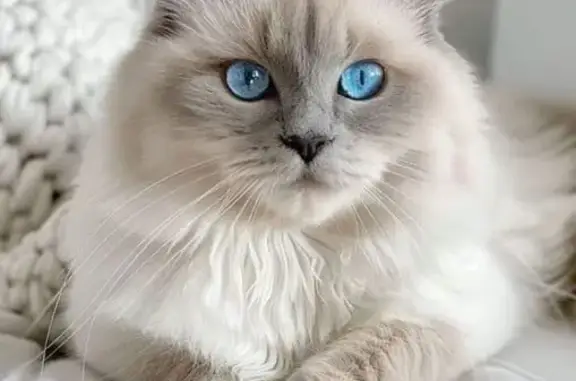 Lost Ragdoll Cat: White Fur, Blue/Green Eyes