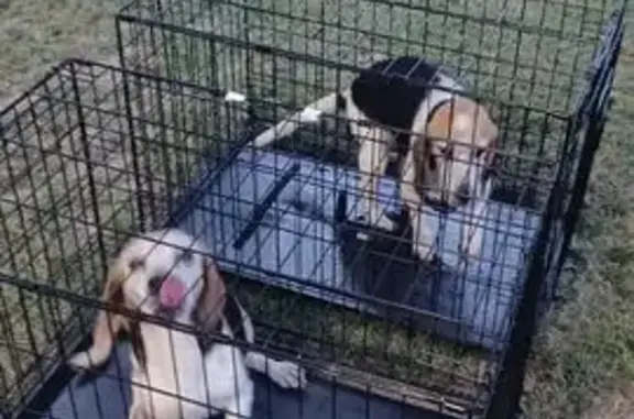 Found dog , photo: Found: 2 Friendly Female Beagles, Blackwater