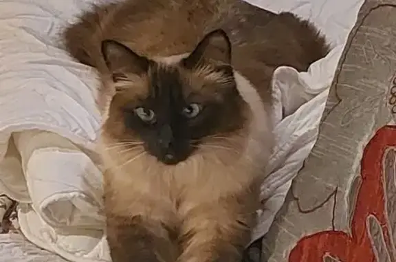 Chat perdu, Buxy, photo: Chat siamois perdu à Buxy, pucé, sauvage
