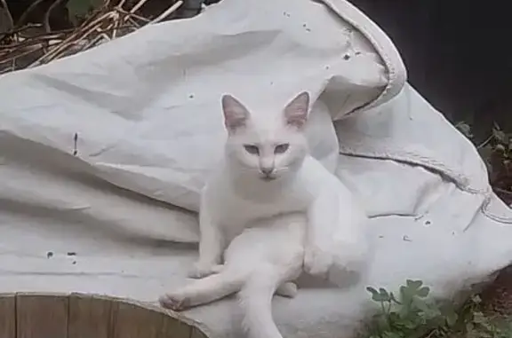 Chat blanc perdu, yeux verts, Irodouër - photo