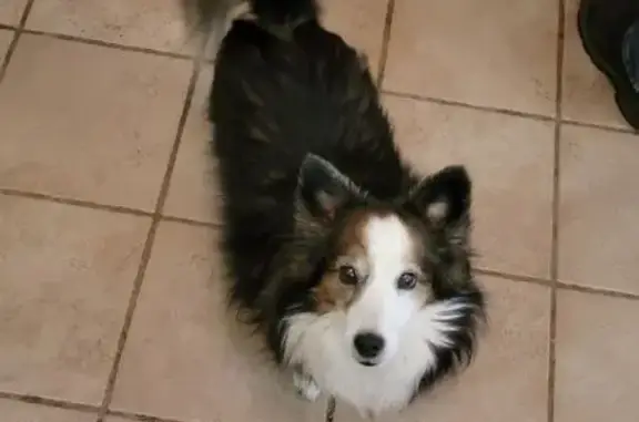 Lost and found pets , photo: Lost Dog Moxy: Limping & Afraid, Help!