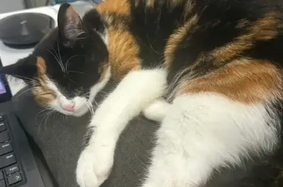 Lost 8-Month-Old Cat in Belmont Area