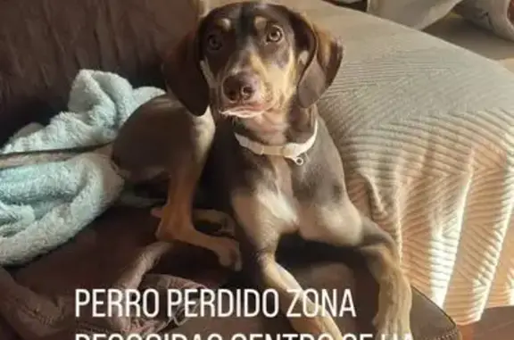 ¡Ayuda! Cachorro Eros perdido en Granada