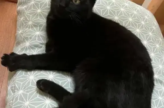 Animaux perdus Courzieu, photo: Chatte noire perdue à Courzieu