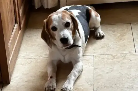 Chien trouvé , photo: Chien trouvé à Halluin, Hauts-de-France