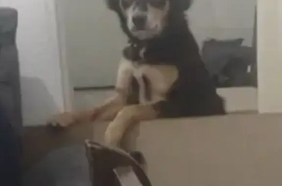cachorro desaparecida
