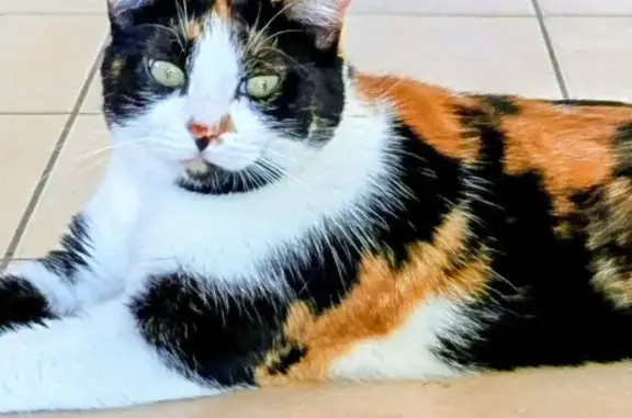 Chat perdue Sasha : tricolore peureuse - photo