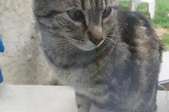 Chat perdu, , photo: Chat tigré perdu à Ménilles, Normandie