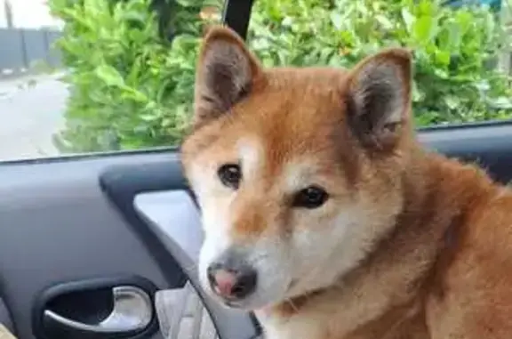 Chienne Shiba Inu perdue, 15 ans, sourde - photo