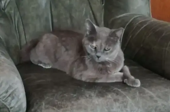 Animaux perdus Volgelsheim, photo: Chatte grise perdue, yeux verts, rue des Appelés