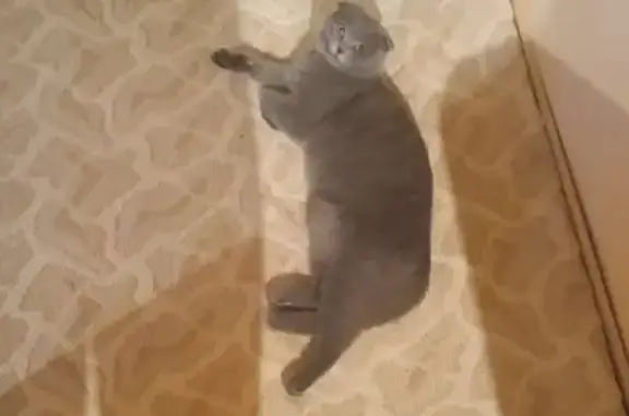 Зникла річна британська кішка в Сумах