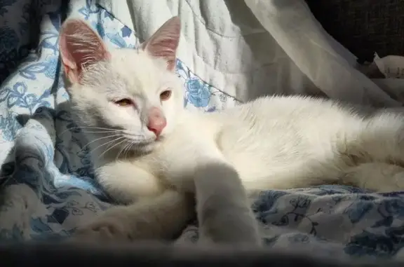 Chat trouvé Niort, photo: Chaton blanc trouvé dans un arbre à Niort
