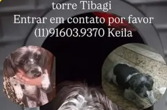 cachorro desaparecida