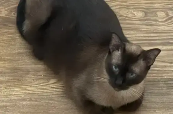 Missing cat , photo: Lost Dark Gray Siamese Cat in Waco, TX