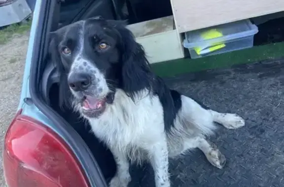 Animaux trouvés Saint-Rémy-de-Provence, photo: Jeune Springer noir et blanc trouvé à St-Rémy