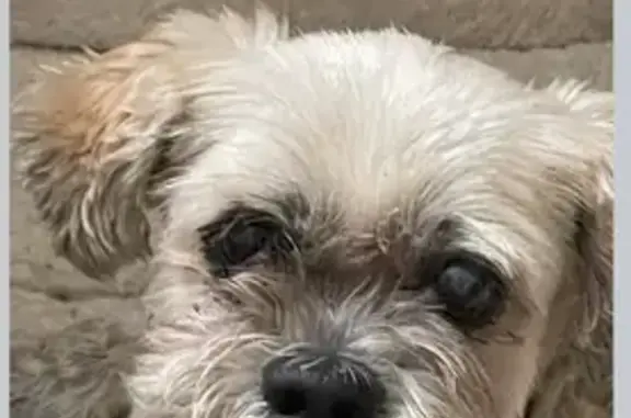 Lost Cream Dog: Cherry Eye, Hudson Area