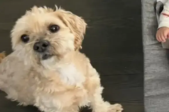 Lost pets Chicago, photo: Lost Dog: Beige & White, South Tripp Ave